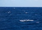 WhaleWatching 017